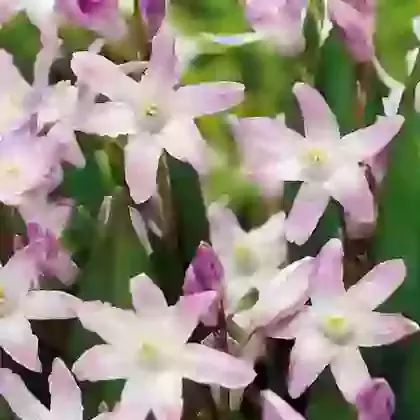 Forbesii Pink Giant